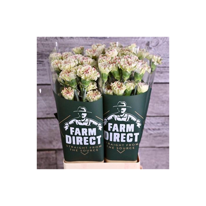 <h4>Di St Mochi</h4>