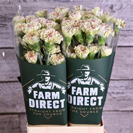 <h4>Dianthus st Mochi</h4>