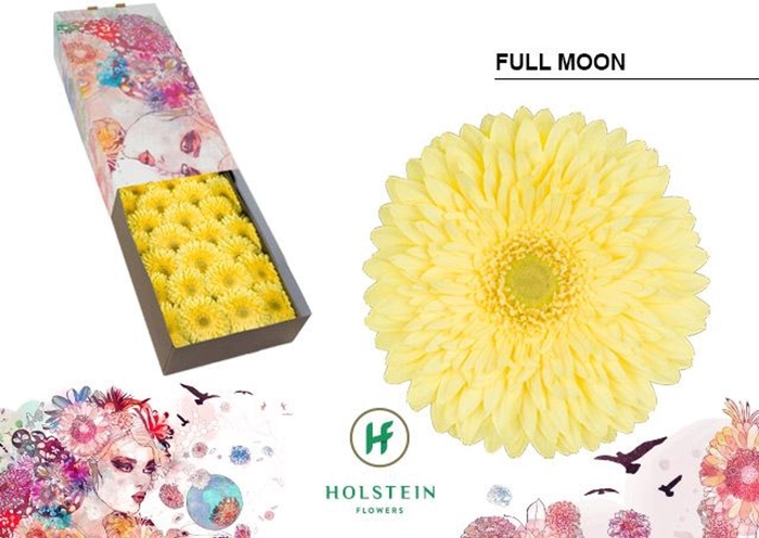 <h4>Gerbera GB 'Full Moon'</h4>
