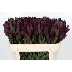 LEUCADENDRON  'SAFARI SUNSET'