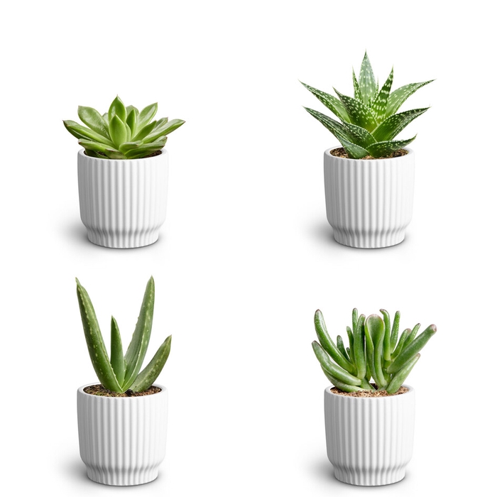 Nordic White Suc. Collection