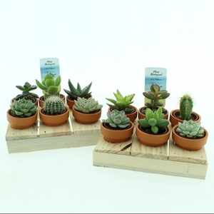 Succ Gemengd Keramiek Terracotta + Hout