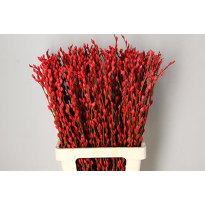 Salix Snowflake 70cm Red