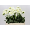 Dahlia Snow Cap