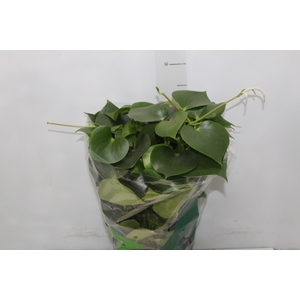 PEPEROMIA POLYBOTRYA RAINDROP P20