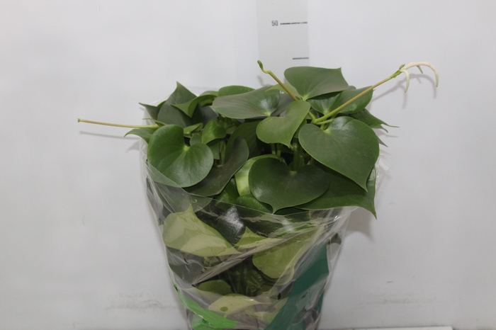 PEPEROMIA POLYBOTRYA RAINDROP P20