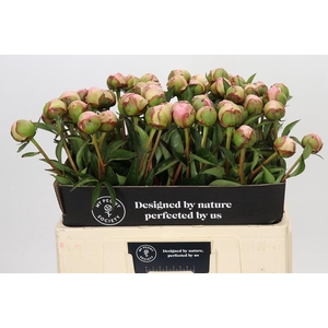Paeonia Albert Crousse