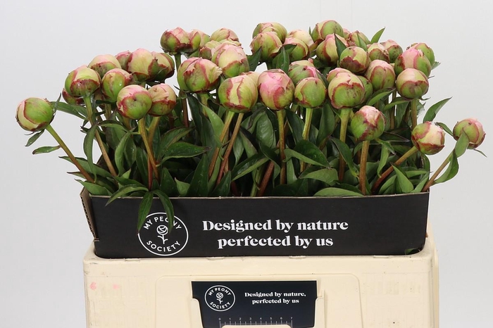 Paeonia Albert Crousse