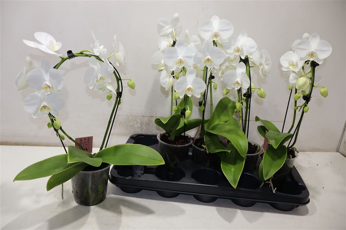 <h4>Phal Ov Wit</h4>