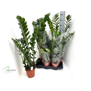ZAMIO ZAMIIFOLIA
