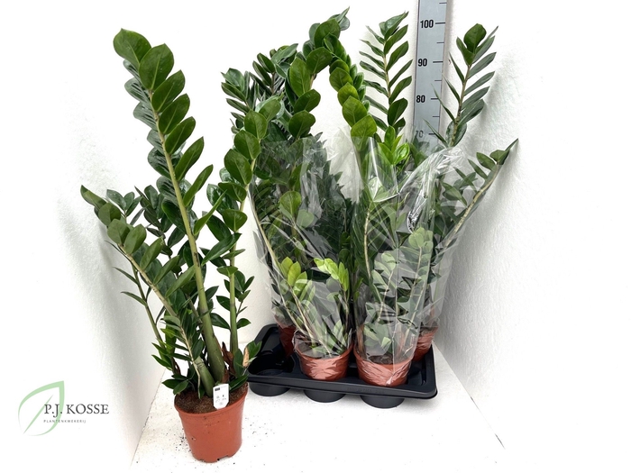 <h4>ZAMIO ZAMIIFOLIA</h4>