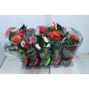ANTHURIUM VARIADO P12