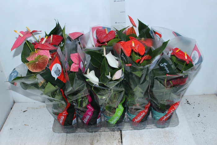 ANTHURIUM VARIADO P12