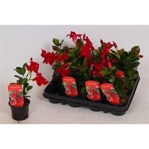 Mande Rio Petite Red