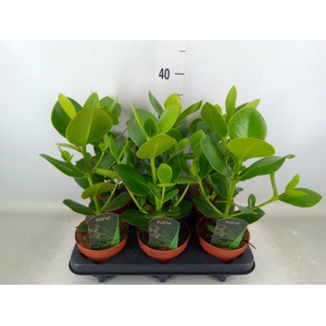 Clusia rosea 'Princess'