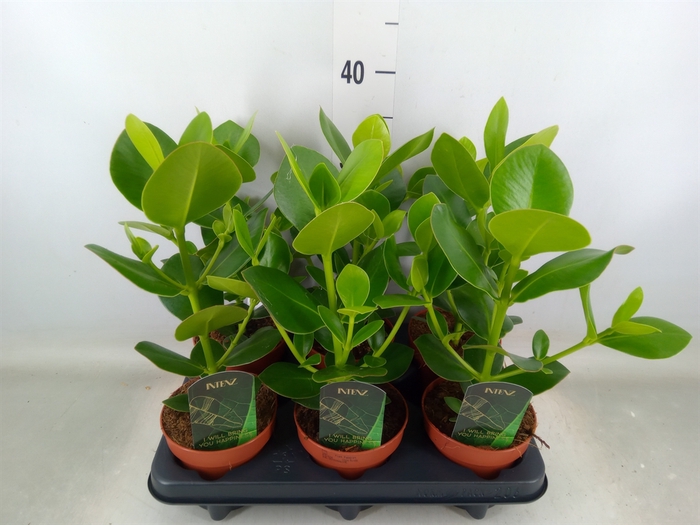 <h4>Clusia rosea 'Princess'</h4>