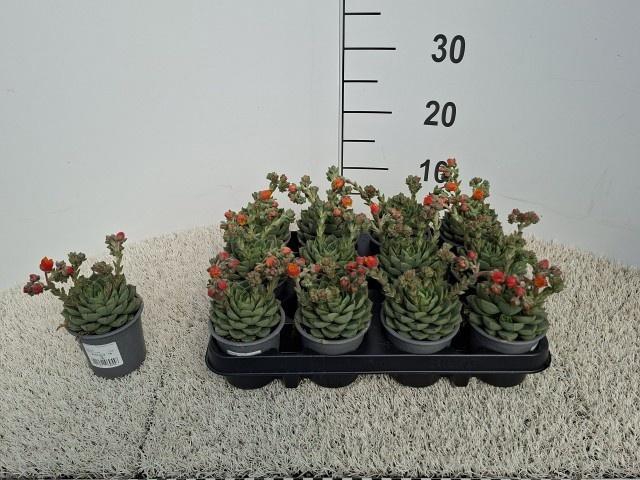 <h4>ECHEV GILVA</h4>