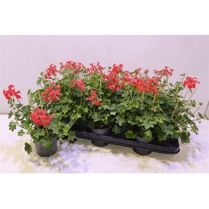 Pel Pelt Balkon Rood