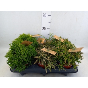 Rhipsalis   ...mix