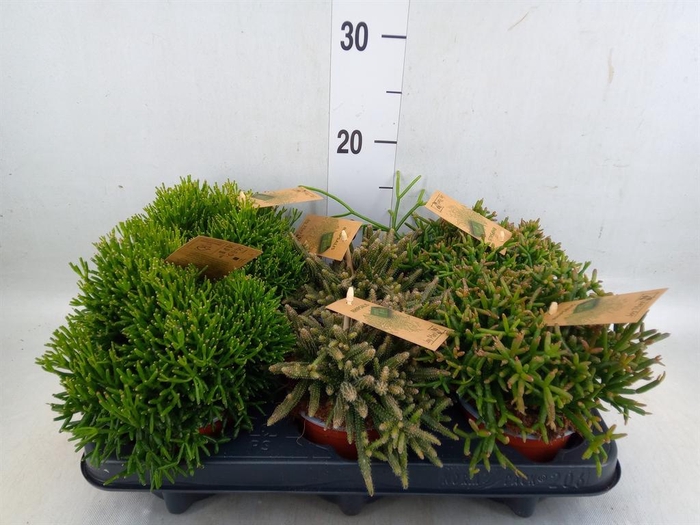 <h4>Rhipsalis   ...mix</h4>