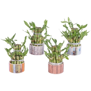 Lucky Bamboo Round 2Small in Scrapwood Ceramic