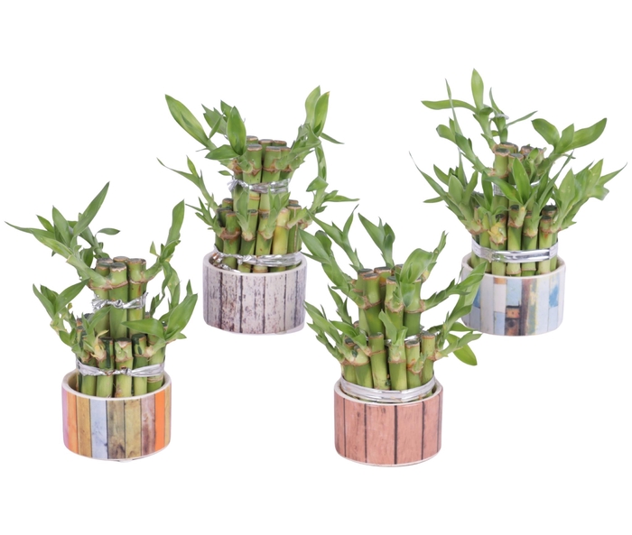 <h4>Lucky Bamboo Round 2Small in Scrapwood Ceramic</h4>