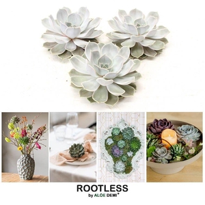 ROOTLESS Lilacina 12-14 cm, solo