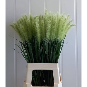 Pennisetum Alo Blondie Schrama