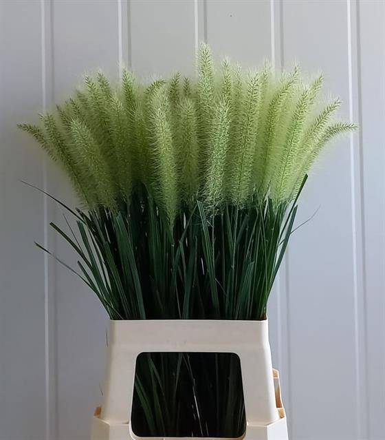<h4>Pennisetum Alo Blondie Schrama</h4>