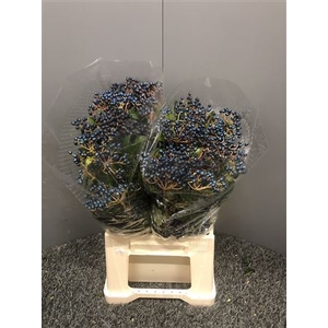 Viburnum Tinus Bes 250gr