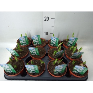 Galanthus nivalis   ...in pot