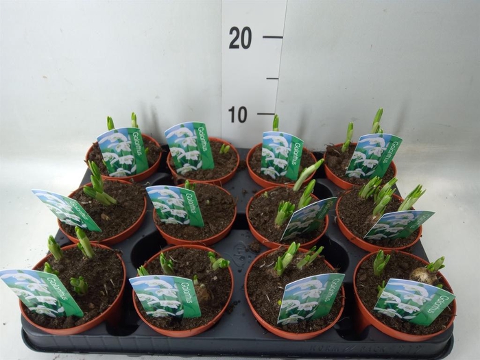 <h4>Galanthus nivalis   ...in pot</h4>