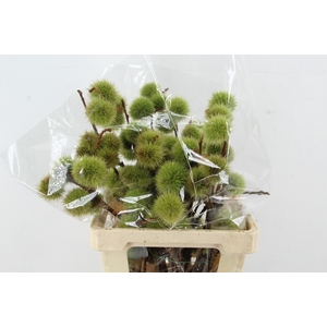 CASTANEA SATIVA