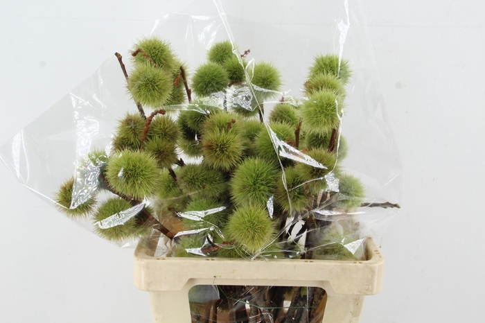 <h4>CASTANEA SATIVA</h4>