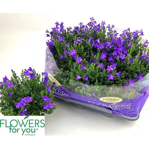 Campanula port Ocean 11Ø 21cm