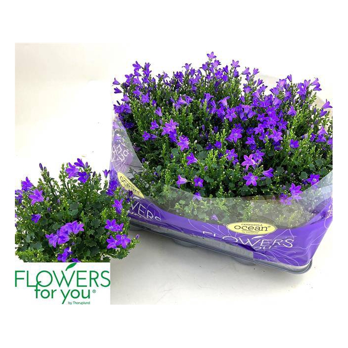 <h4>Campanula port Ocean 11Ø 22cm</h4>