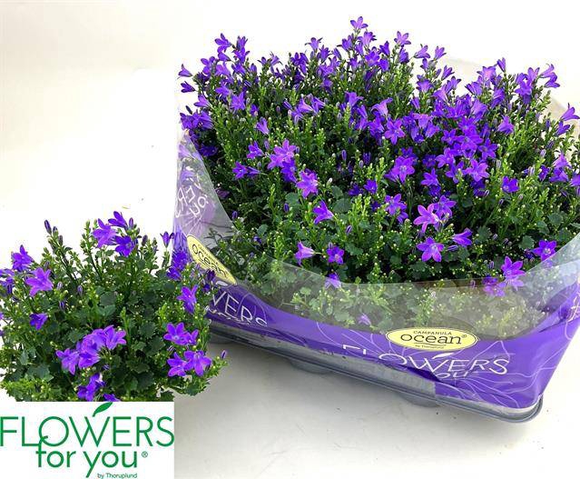 Campanula port Ocean 11Ø 22cm