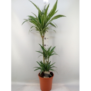 Dracaena fr de 'Warneckei'