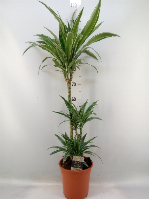 <h4>Dracaena fr de 'Warneckei'</h4>