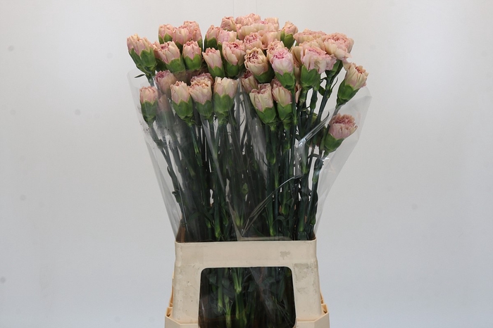 <h4>Dianthus St Creola</h4>