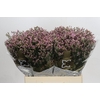 Limonium sinense Blush Diamond