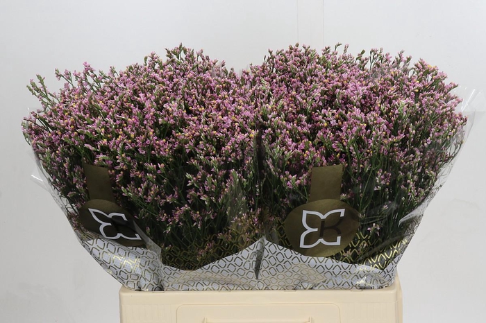 Limonium sinensis Blush Diamond