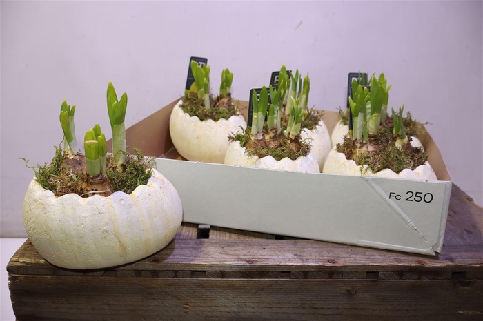 <h4>Arr N Tete A Tete In 1/2 Ei Keramiek</h4>