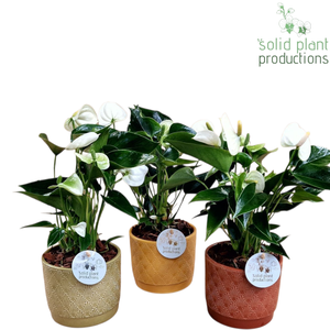 NV004 Ariël Autumn Anthurium