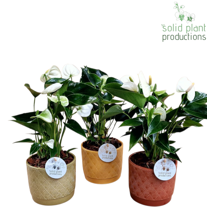 <h4>NV004 Ariël Autumn Anthurium</h4>