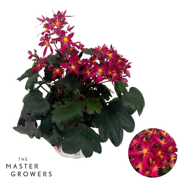 <h4>Saxifraga Dancing Pixies 12cm 'Tally'</h4>