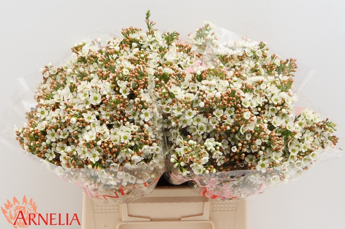 <h4>Chamelaucium 'dawn Pearl'</h4>