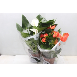 ANTHURIUM VARIADO P17