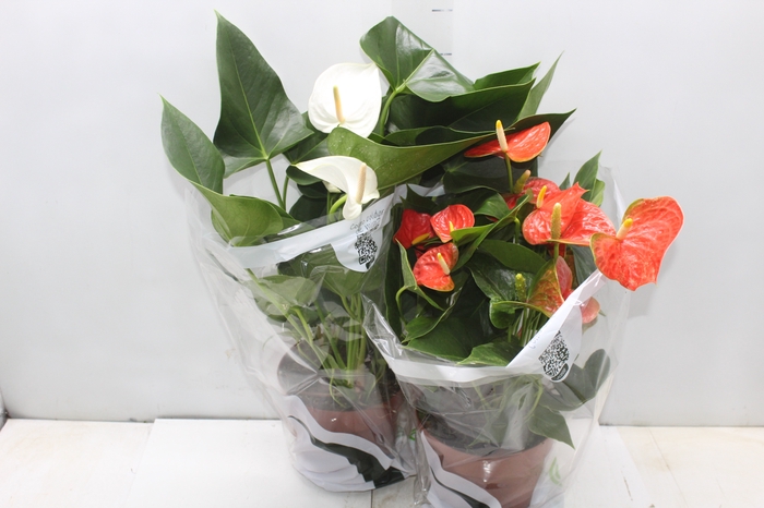 <h4>ANTHURIUM VARIADO P17</h4>