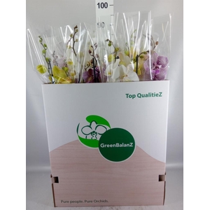 Phalaenopsis   ...mix